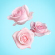 © New Africa - Beautiful pink roses falling on light blue background