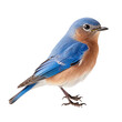 eastern bluebird isolated on transparent background,transparency  