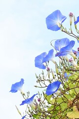 Poster - Blue morning glory (Ipomea tricolor) 'Heavenly Blue'. Convolvulaceae perennial plants native to tropical America. Background material of seasonal flowers.