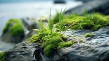 Water Plants On The Rock Close Up, Nature Abstract Blurred Background. : Generative AI