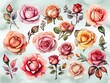 Rosas de distintas formas y colores estilo acuarela 