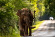 A young male elephant is walking on the road.