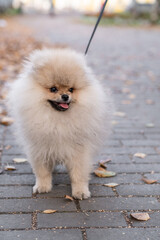 Wall Mural - Portrait of a cute and handsome Pomeranian dog walking on a leash in the park. Fluffy dog.