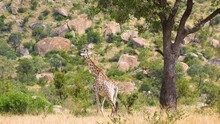 A Mother Giraffe And Her Calf Walking On The African Savanna