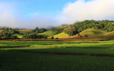 farmers' rice fields in northern thailand