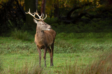 Poster - A full portrait of a young red deer stag. He is standing on the grass in front of some trees. Looking to the right, his mouth is slightly open as he feeds