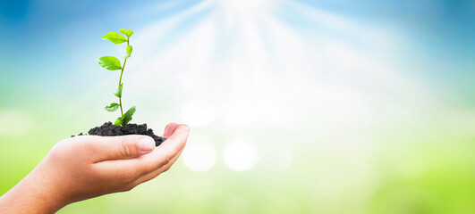 world environment day concept, Human hands holding big tree on green blue background