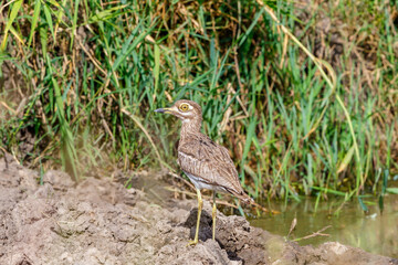 Wall Mural - Water thick-knee standing in the mud at the water's edge