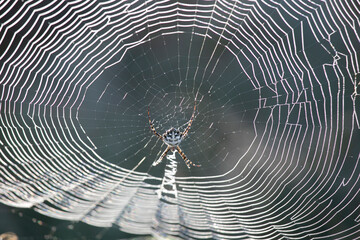 Spider web in the middle of some trees with a spider in the middle in Ibiza, Spain,