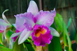 Beautiful pink and white petals of cattleya flowers in greenhouse