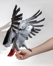 African Grey Parrot On Female Hand Hop Off On White Background With Shadows. Bird Flaps Its Wings. High Quality Vertical Photo