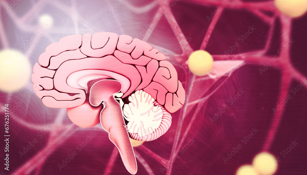 Human brain cross section anatomy on scientific background. 3d ...