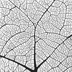 Wall Mural - leaf vein texture abstract background with close up plant leaf cells ornament texture pattern. black