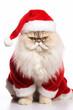 © Tang - Persian cat wearing santa costume