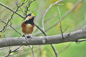 Poster - varied tit on a japanese snowball tree