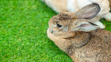Cute Bunny Domestic Exotic Pet, Flemish Giant Rabbit On Green Grass Field With Copy Space For Text.