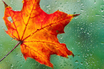 autumn leaves over rainy window. orange maple leaves and wet glass with rainy drops texture. fall se