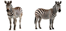 Zebra Png. Zebras Png. Set Of Two Zebras Isolated Png