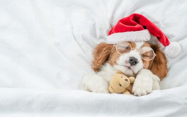 Poster - Cozy Cavalier King Charles Spaniel puppy wearing eyeglasses and red santa hat sleeps and hugs toy bear under white blanket at home. Top down view. Empty space for text