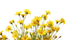 Collection Of Dazzling Yellow Wildflowers On White Or PNG Transparent Background.
