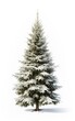Christmas Tree in snow isolated white background