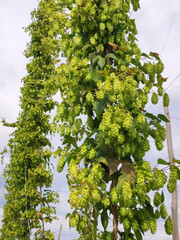 Wall Mural - hops field with green cones 