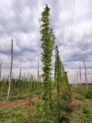 Wall Mural - hops field with green cones 