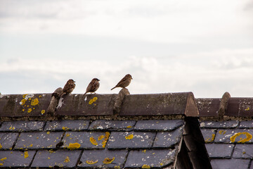 Wall Mural - Birds on a roof of Le Mont-Saint-Michel, France