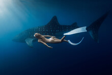 Underwater View Of Female Freediver Swimming With Giant Whale Shark