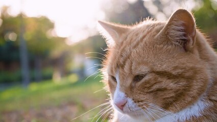 Wall Mural - yellow cat yawns