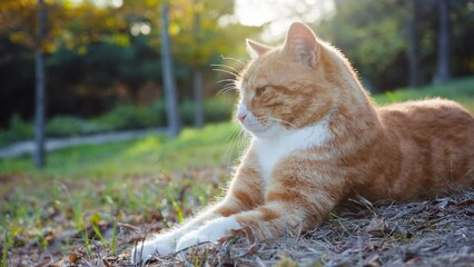 Wall Mural - cat in the garden