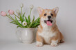 cute little welsh corgi puppy with a bouquet of flowers sitting on a white background