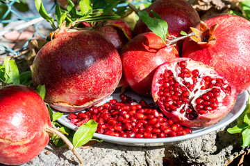 Wall Mural - Ripe red pomegranate fruit (Nar). Freshly plucked pomegranate from the tree branch.