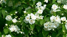 Fresh White Philadelphus Coronarius Aureus (Sweet Mock Orange, English Gogwood, Fragrant Mockorange) Plant Flowers On Green Leaves Background Blossom In The Garden In Spring
