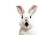 Happy white cute rabbit isolated on a transparent background.