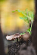 brown beautiful mushroom with big crooked hat and tiny petiole grow on black soil