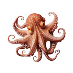 Wall Mural - Octopus isolated on a transparent background.
