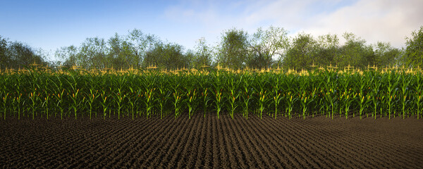 Wall Mural - Rows of corn with yellow cobs against a background of soil and trees. Corn plants 3D