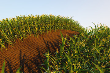 Wall Mural - Corn field of green corn stalks and tassels, aerial drone photo above corn plants. High quality photo