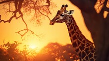  A Giraffe Standing In Front Of A Tree With The Sun Setting In The Back Ground And Behind It Is A Giraffe With It's Head In The Foreground.  Generative Ai