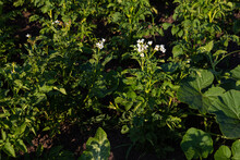 Close Up Of Potatoes Plant With Flowers In Vegetables Garden