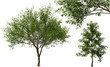 oak, swamp oak, boulevard oak, spree oak, tree summer hq arch viz cutout plant