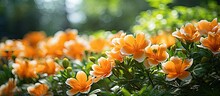 In The Beautiful Asian Garden Vibrant Orange Flowers Bloom Against A Backdrop Of Lush Green Leaves Creating A Colorful And Vibrant Summer Paradise In Nature