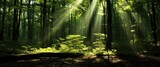 Fototapeta Las - sun rays in forest