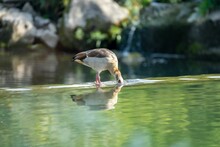 Closeup Of Egyptian Goose Standing On A Shoreline Of Water On A Sunny Day