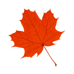 Canvas Print - Red maple leaf isolated on white background.