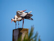 White Storks couple on a chimney in Camargue