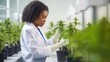 African American woman doctor grows medical cannabis in laboratory checking quality of plants