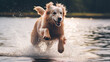 golden retriever dog having fun at running through water 