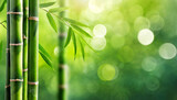 Fototapeta Sypialnia - green bamboo forest background with lots of bokeh and blur